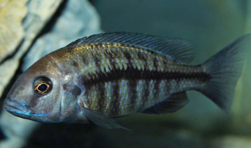 Protomelas annectens 'Otter Point'